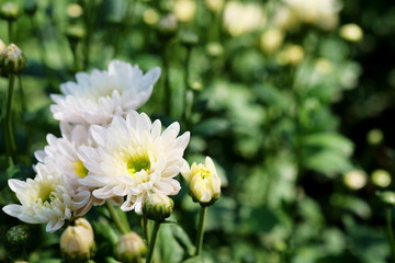 little white hardy chrysanthemums flower in garden 