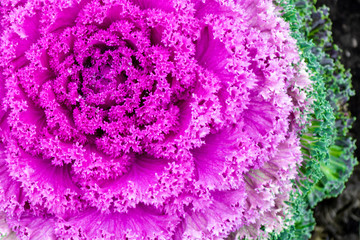 Acephala or brassica oleracea decorative. Macro photo of blooming purple decorative cabbage....