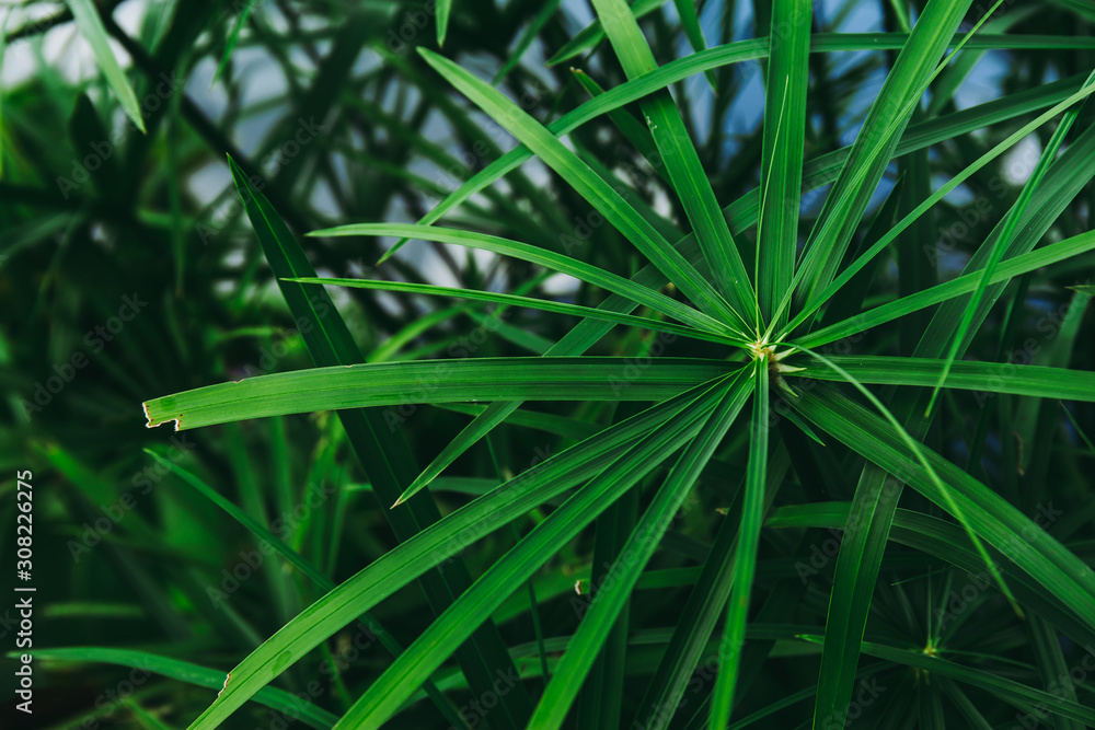 Wall mural green leaf papyrus plant in water.