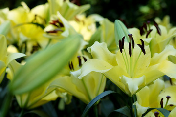 yellow lily flower in garden with daylight 