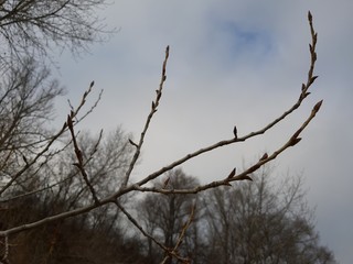 Winter. December. Overcast. Landscape. Against the background of gray sky, tree branches.