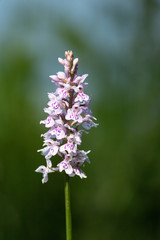 Orchis de Fuchs - Espace Naturel Sensible de la Glaisières de Nesles - Pas-de-Calais