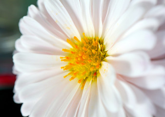 home flower on the whole frame macro