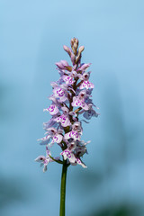 Orchis de Fuchs - Espace Naturel Sensible de la Glaisi&egrave;res de Nesles - Pas-de-Calais