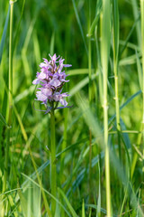 Orchis tacheté - Espace Naturel Sensible de la Glaisières de Nesles - Pas-de-Calais