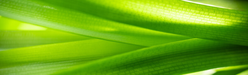 Nature of green leaf in garden at summer. Natural green leaves plants using as spring background cover page greenery environment ecology wallpaper