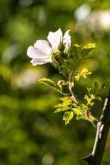 Fleur d'églantier - Espace Naturel Sensible de la Glaisières de Nesles - Pas-de-Calais