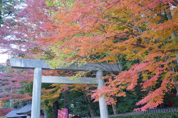 紅葉に包まれる鳥居