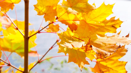 Naklejka na ściany i meble Gelbe Blätter im Herbst mit See in der Eifel