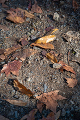 落ち葉のグラフィック素材