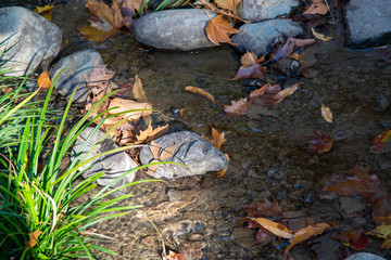 落ち葉の流れる川辺