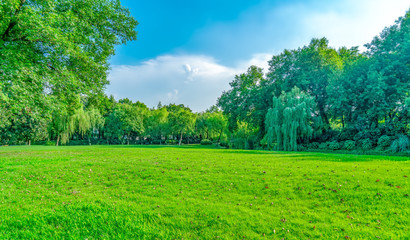 Park sunshine grassland green forest..
