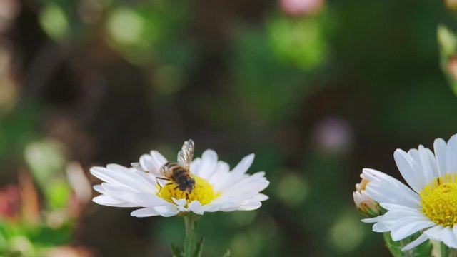 Gadfly harvesting pollen from  Camille flower. Macro shot. ProRes 10 Bit mov.