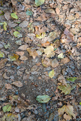 落葉のグラフィック素材