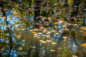 水面に反射した紅葉の景色　落葉
