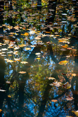 水面に反射する紅葉の様子