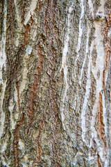 木肌の背景 縦構図