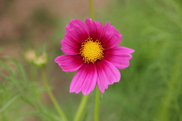 Obraz premium flower