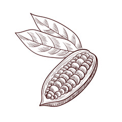 vector drawing cocoa fruit