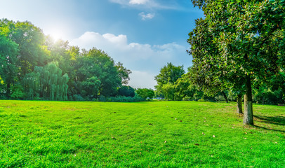 Park sunshine grassland green forest..