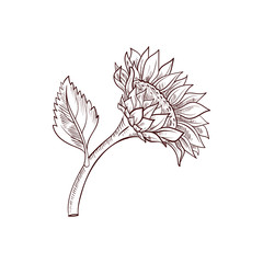 vector drawing sunflower flower