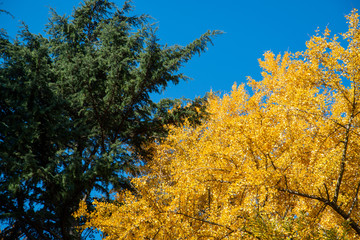 Fototapeta premium 銀杏と青空