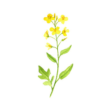 watercolor drawing rapeseed plant