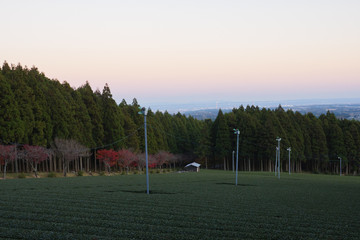 Fototapeta premium 夕暮れの茶畑