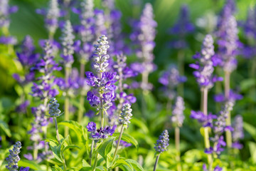 Obraz premium Beautiful Purple flowers of Blue Salvia in the garden, Selective focus