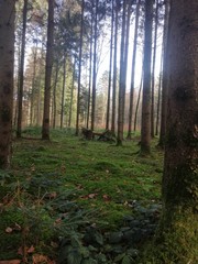 Obraz premium Forest