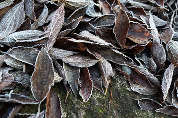 Tappeto di foglie al gelo dell'inverno