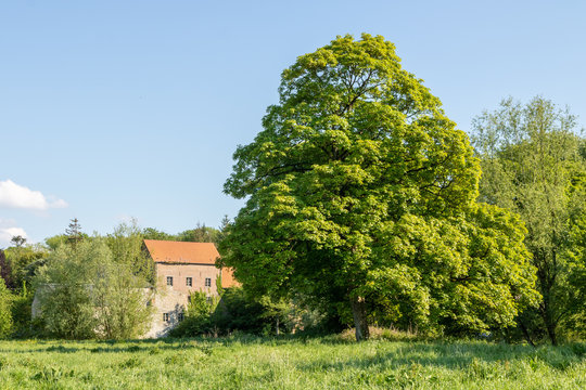 Le Moulin d'Hesdigneul-les-Boulogne et un grand h&ecirc;tre