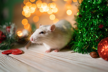 Christmas rat Symbol of the new year 2020. Year of the rat. Chinese New Year 2020.