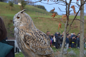  Siberian owl in a natural park