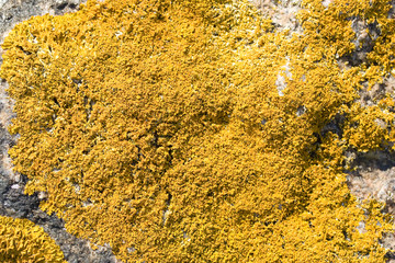 yellow mos in the nature on the rock stone