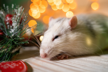 Christmas rat Symbol of the new year 2020. Year of the rat. Chinese New Year 2020.