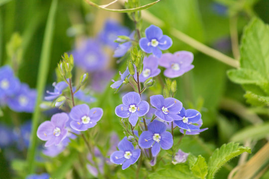V&eacute;ronique des ruisseaux