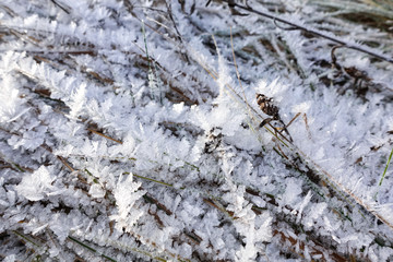 The grass is covered with crystals of ice and snow. Beautiful winter background