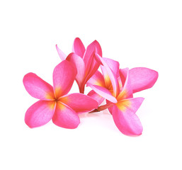 Fototapeta na wymiar frangipani (plumeria) flowers on white background