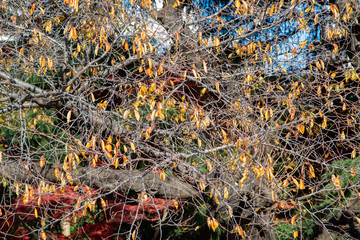冬の桜 葉が散る 全景