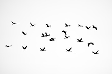 Silhouette of cranes in flight