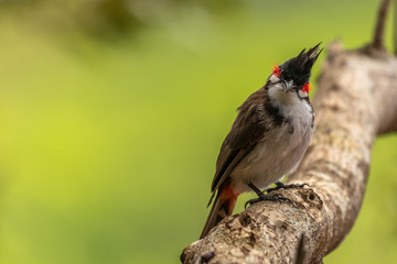 Red-whiskered bulbul (Pycnonotus jocosus) sitting on branch, green background, Mauritius.