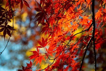 赤い楓 背景ボケ