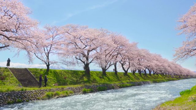 [4K収録, 音声無し] 日本の春　富山県 舟川べり 清流沿いの桜並木 [zoomin]