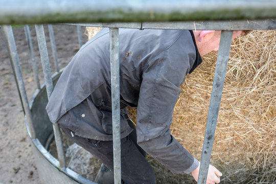 Young farmer seen at a dairy farm unwrapping a large bale of hay seen in a metal manger located near a cow shed. Used for winter feeding livestock. 