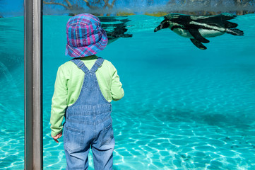 Obraz na płótnie Canvas Small child watching Humboldt penguins swimming in big aquarium.
