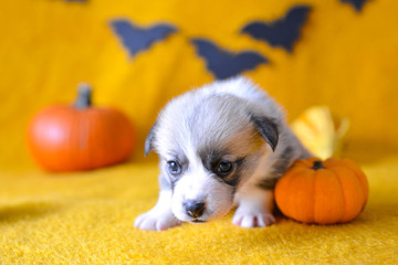 welsh corgi pembroke puppy halloween pumpkin © Zuz
