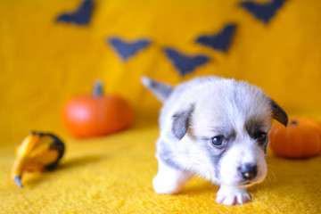 welsh corgi pembroke puppy halloween pumpkin © Zuz