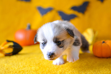 welsh corgi pembroke puppy halloween pumpkin © Zuz