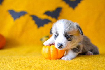welsh corgi pembroke puppy halloween pumpkin © Zuz